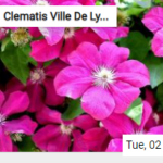 Clematis Ville De Lyon Flowers Jigsaw