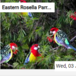 Eastern Rosella Parrots Jigsaw