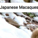 Japanese Macaques In Snow Jigsaw Puzzle Game