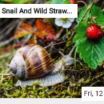 Snail And Wild Strawberries Jigsaw