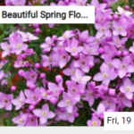 Beautiful Spring Flowers Jigsaw