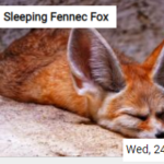 Sleeping Fennec Fox Jigsaw