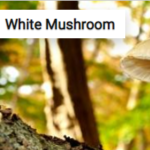 White Mushroom Jigsaw Puzzle Game