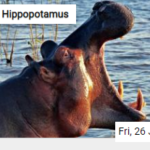 Hippopotamus Jigsaw