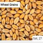 Wheat Grains Jigsaw