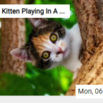 Kitten Playing In A Tree Jigsaw