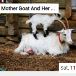 Mother Goat And Her Kid Jigsaw
