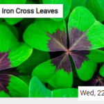 Iron Cross Leaves Jigsaw
