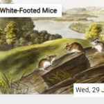White-Footed Mice Jigsaw