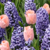 Hyacinths And Tulips
