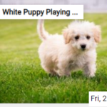 White Puppy Playing In The Grass Jigsaw