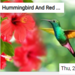 Hummingbird And Red Flower Jigsaw