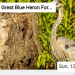 Great Blue Heron Foraging Jigsaw