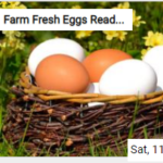 Farm Fresh Eggs Ready For Dyeing Jigsaw