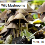 Wild Mushrooms Jigsaw
