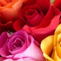 Beautiful Bouquet Of Colorful Roses