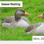 Geese Resting Jigsaw