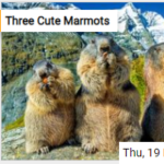 Three Cute Marmots Jigsaw