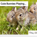 Cute Bunnies Playing In The Grass Jigsaw