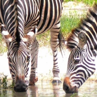 Zebras At The Waterhole