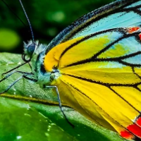 Colorful Butterfly On A Green Leaf