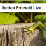 Iberian Emerald Lizard Jigsaw Puzzle Game
