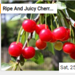 Ripe And Juicy Cherries Jigsaw