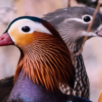 Two Mandarin Ducks In A T…