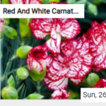 Red And White Carnations Jigsaw