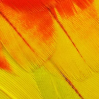 Brightly Colored Feathers