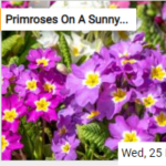 Primroses On A Sunny Spring Morning Jigsaw