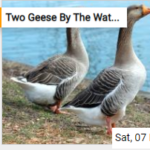 Two Geese By The Water’s Edge Jigsaw