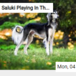 Saluki Playing In The Grass Jigsaw