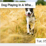 The Dog Playing In A Wheat Field Jigsaw