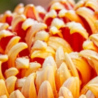Beautiful Chrysanthemum B…