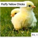 Fluffy Yellow Chicks Jigsaw