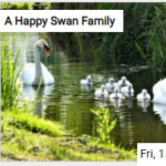 A Happy Swan Family Jigsaw