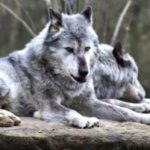 Wolves Resting Jigsaw Puzzle Game