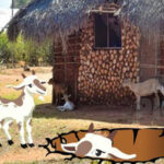 WOW-Save The Goat Family HTML5