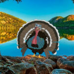 G2R-Save The Wild Turkey HTML5