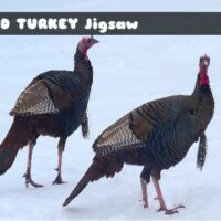 G2M Wild Turkey Jigsaw