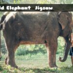 G2M Child Elephant