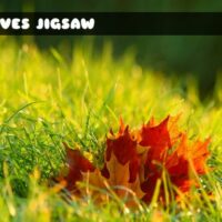 G2M Leaves Jigsaw