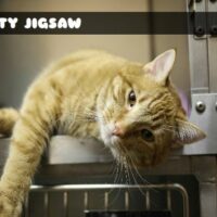 G2M Kitty Jigsaw