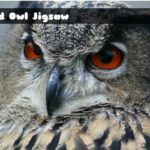 G2M Wild Owl Jigsaw