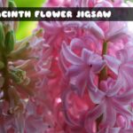 Hyacinth Flower Jigsaw