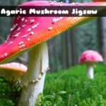 G2M Fly Agaric Mushroom