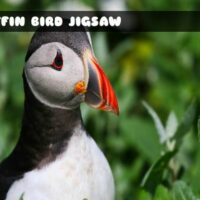 G2M Puffin Bird Jigsaw