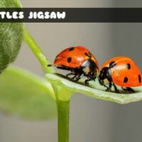 G2M Beetles Jigsaw