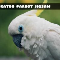 G2M Cockatoo Parrot Jigsa…